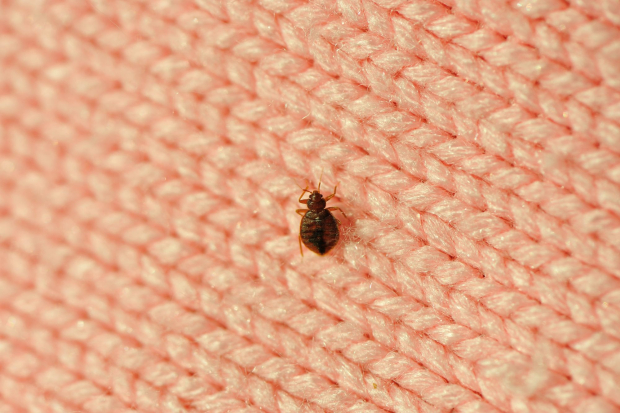 Bed-Bug-Treatment - Lincoln Best Pest Pros | Lincoln, CA | 916-713-5116