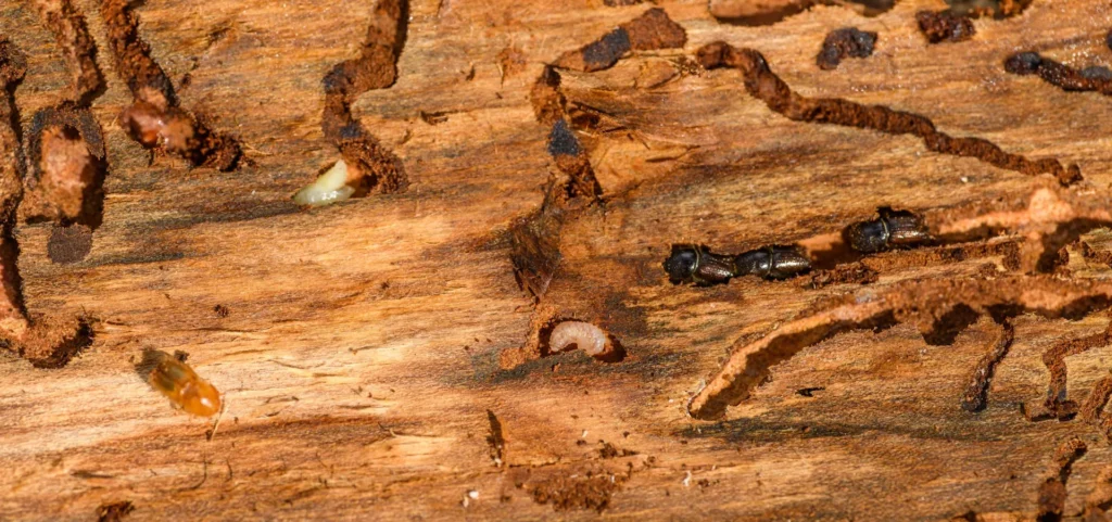 Is Your Home at Risk for Termite Damage - Lincoln Best Pest Pros | Lincoln, CA | 916-713-5116