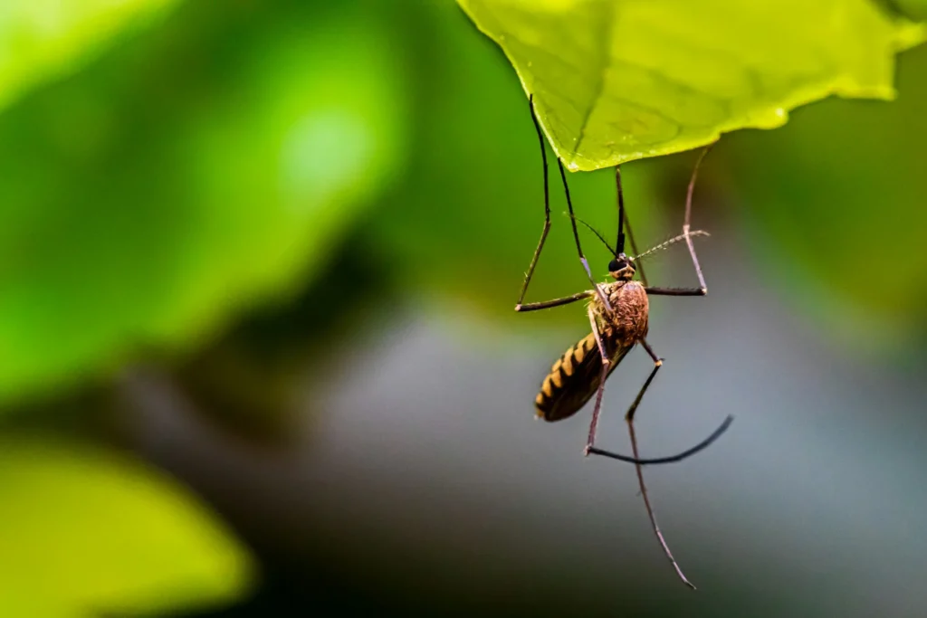 Mosquito-Control-for-Every-Outdoor-Space - Lincoln Best Pest Pros | Lincoln, CA | 916-713-5116