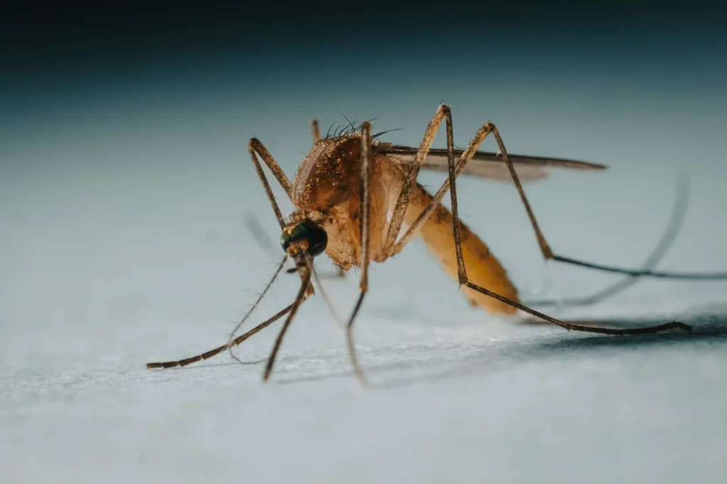 Protect Your Family from Mosquito-Borne-Diseases - Lincoln Best Pest Pros | Lincoln, CA | 916-713-5116