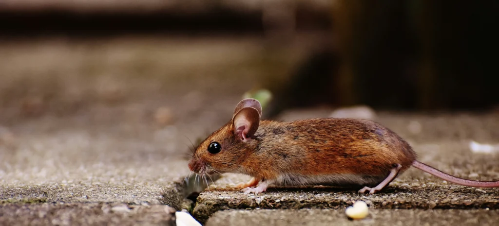 Residential-Commercial-Rodent-Solutions - Lincoln Best Pest Pros | Lincoln, CA | 916-713-5116