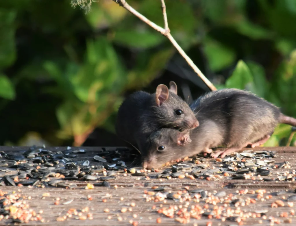 Rodent-Removal - Lincoln Best Pest Pros | Lincoln, CA | 916-713-5116