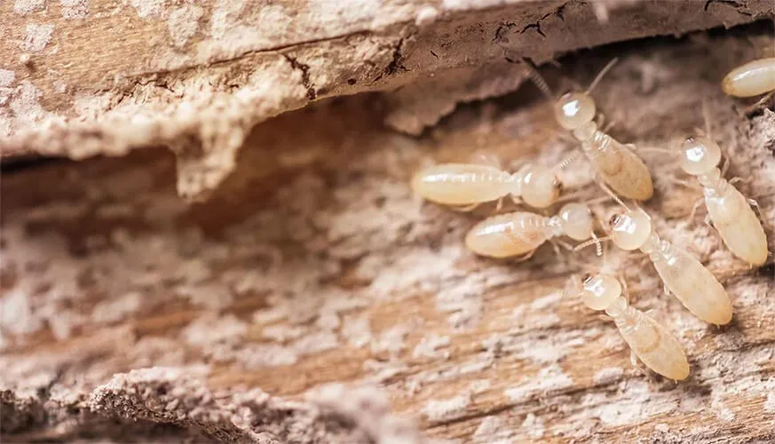 Signs You May Have a Termite Infestation - Lincoln Best Pest Pros | Lincoln, CA | 916-713-5116