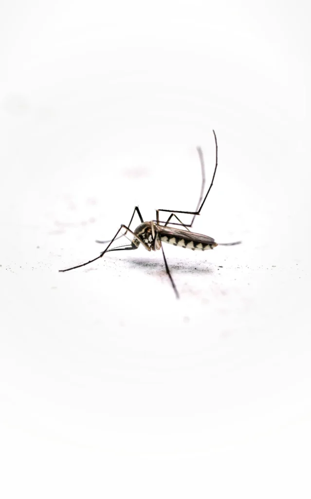 Tired of Mosquitoes Ruining Your Evenings - Lincoln Best Pest Pros | Lincoln, CA | 916-713-5116