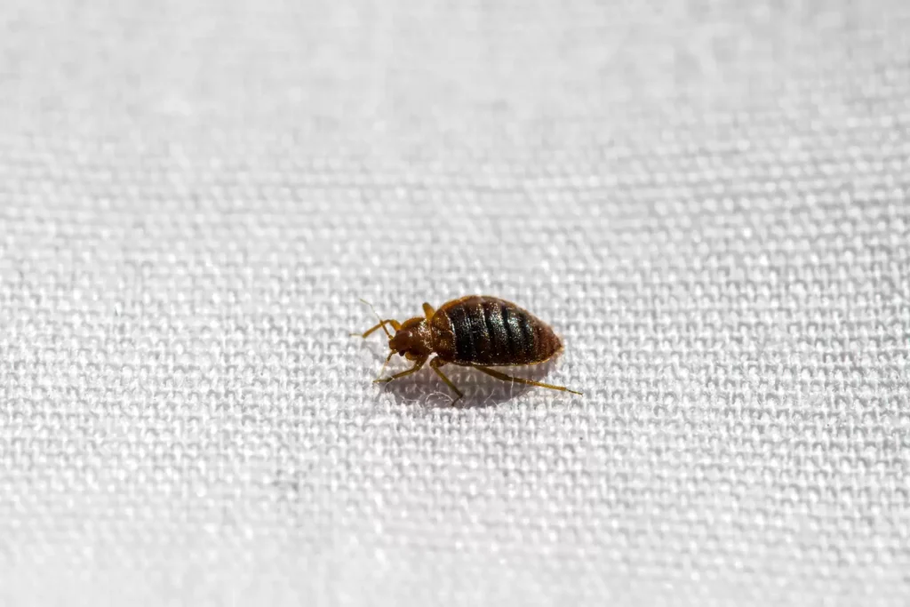 Why Bed Bug Heat Treatments Work Best - Lincoln Best Pest Pros | Lincoln, CA | 916-713-5116