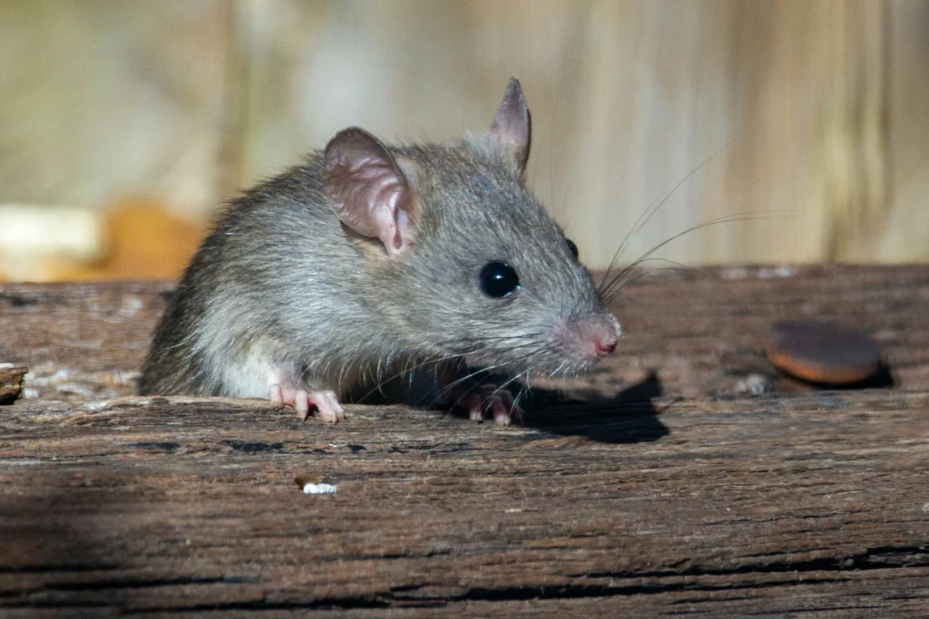 Why-Choose-Our-Rodent-Exterminators - Lincoln Best Pest Pros | Lincoln, CA | 916-713-5116